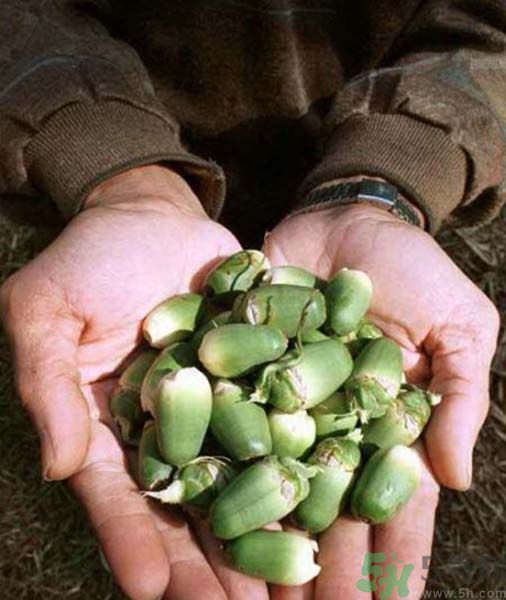 吃檳榔會(huì)致癌嗎？吃檳榔好不好？