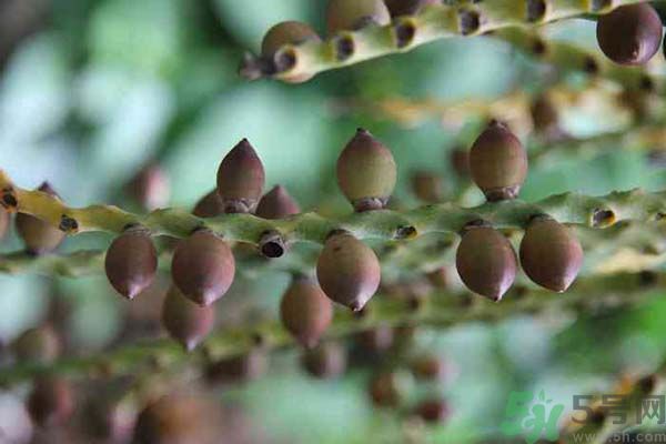 吃檳榔會(huì)致癌嗎？吃檳榔好不好？