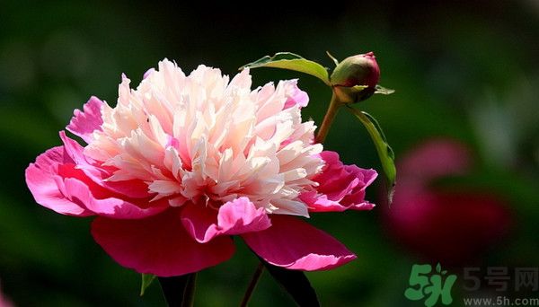 牡丹花可以吃嗎？牡丹花怎么做好吃？