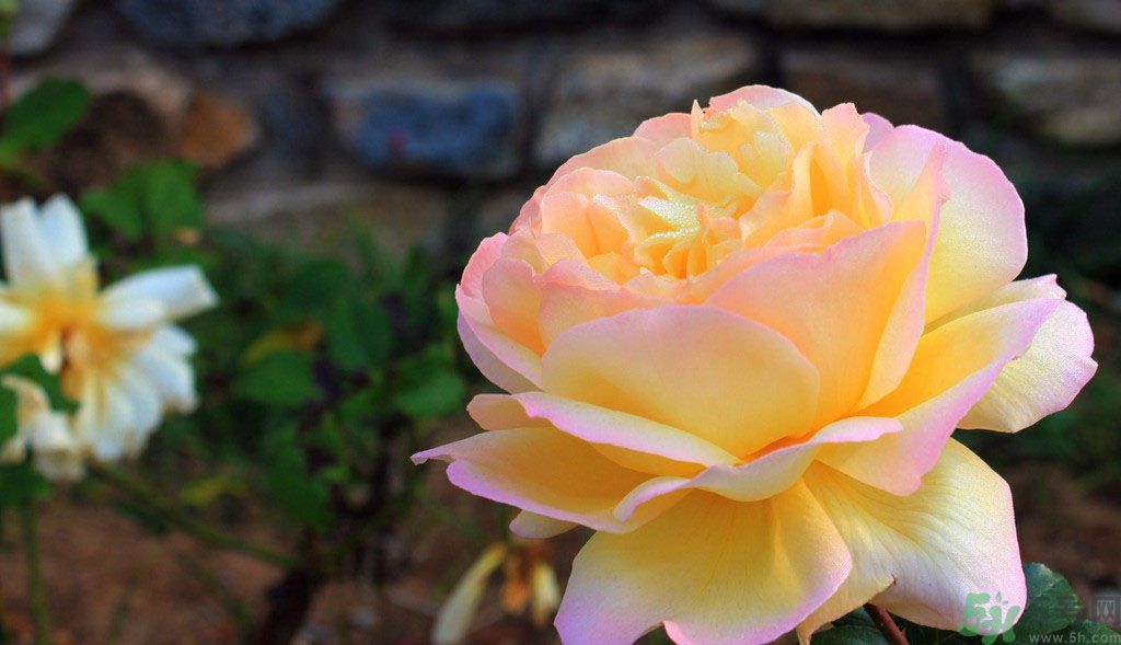 牡丹花茶可以美白嗎？喝牡丹花可以美白嗎？