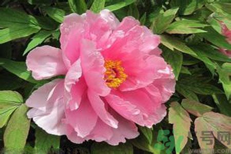 牡丹花茶可以美白嗎？喝牡丹花可以美白嗎？