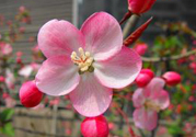 桃花能和紅棗一起喝嗎?桃花可以和紅棗一起泡水喝嗎?