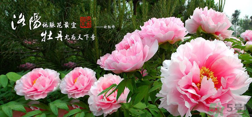 洛陽牡丹文化節(jié)活動有哪些？洛陽牡丹文化節(jié)門票是多少？