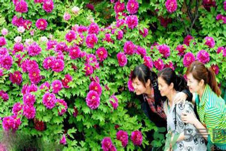 洛陽牡丹文化節(jié)活動有哪些？洛陽牡丹文化節(jié)門票是多少？