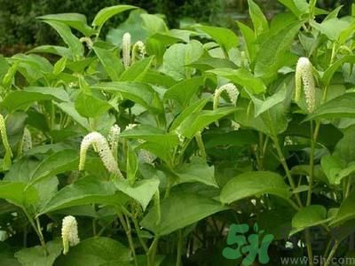 魚(yú)腥草可以止咳嗎？魚(yú)腥草止咳的辦法有哪些？