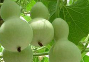 西葫蘆是什么菜?西葫蘆是什么樣子的?