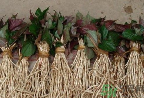 烏藥能和魚腥草一起泡茶喝嗎？烏藥和魚腥草一起吃好不好？
