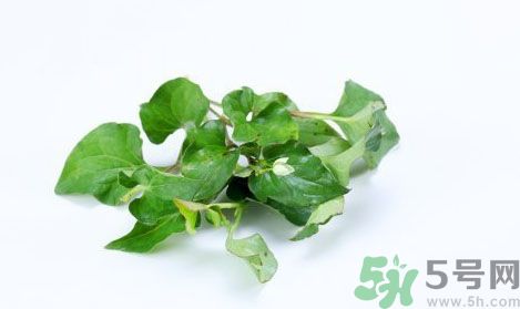 魚腥草可以抗輻射嗎？魚腥草怎么防輻射？