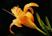 黃花菜可以治療抑郁癥嗎？兩噸黃花菜治好了抑郁癥是真的嗎？