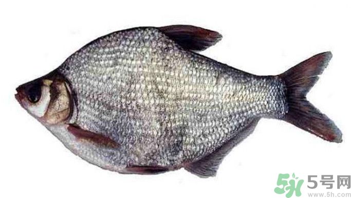 武昌魚是鳊魚嗎？武昌魚和鳊魚區(qū)別哪個好吃？