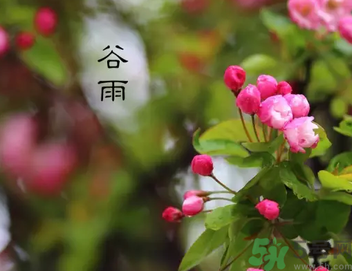 谷雨的習俗有哪些?谷雨節氣有什么習俗?.png