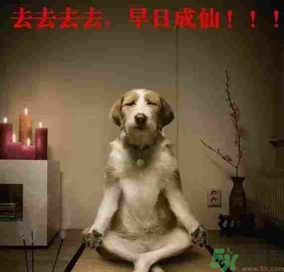 早餐吃面還是包子比較好？早餐吃包子和面健康嗎？