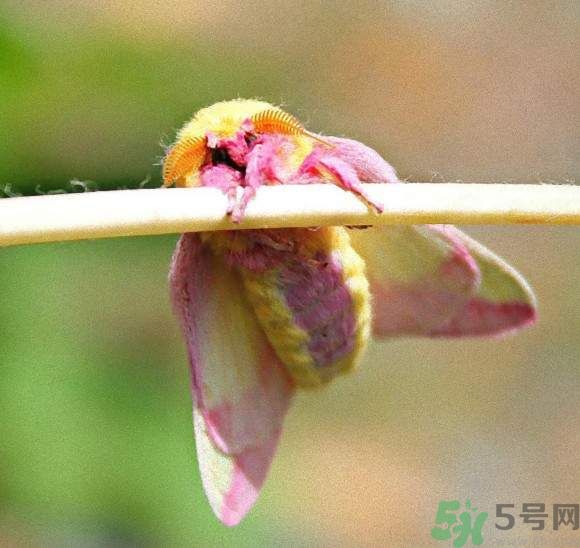 滿滿少女心發(fā)色加彩妝的飛蛾你見(jiàn)過(guò)嗎?