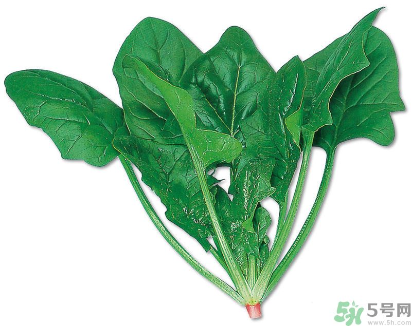 菠菜可以炒韭菜嗎？菠菜和韭菜一起吃怎么樣？