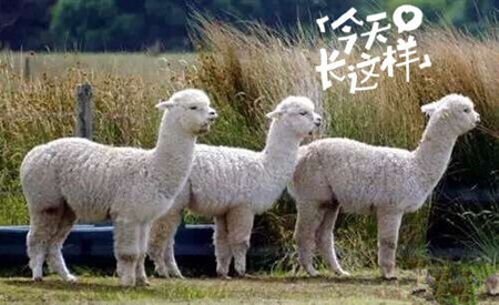 草泥馬是羊駝嗎？萌萌噠草泥馬居然被吃啦!