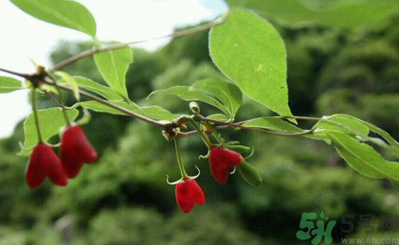 杈杷果好吃嗎？杈杷果的營養價值與功效