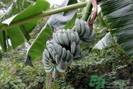 牛奶蕉是熱性還是涼性？牛奶蕉是涼性嗎？