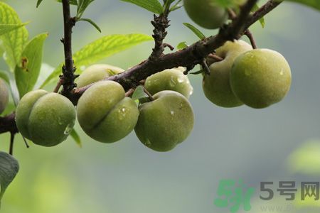 李子是熱性還是涼性？李子是涼性的嗎？