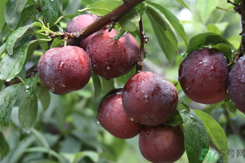 月經(jīng)期間可以吃李子嗎？月經(jīng)期間吃李子好嗎？