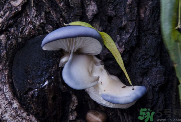 蘑菇能生吃嗎？蘑菇生吃會中毒嗎？