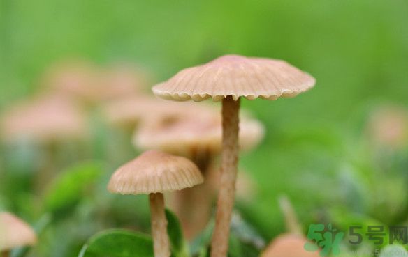 蘑菇能生吃嗎？蘑菇生吃會中毒嗎？