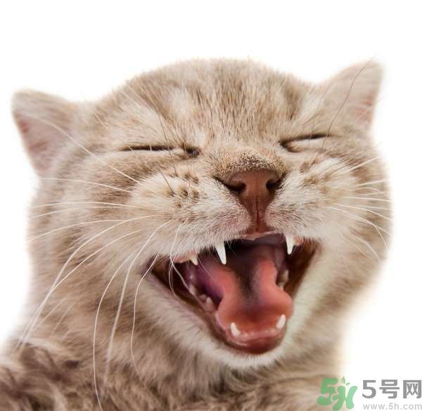 貓咪什么在時候換牙？貓咪換牙要注意什么？