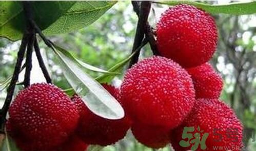 寶寶可以吃楊梅嗎？寶寶多大可以吃楊梅？