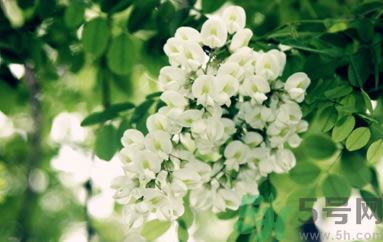 槐花怎么做好吃？槐花的做法有哪些？
