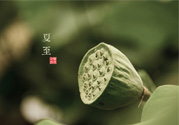 夏至有什么習俗？夏至吃什么傳統食物？