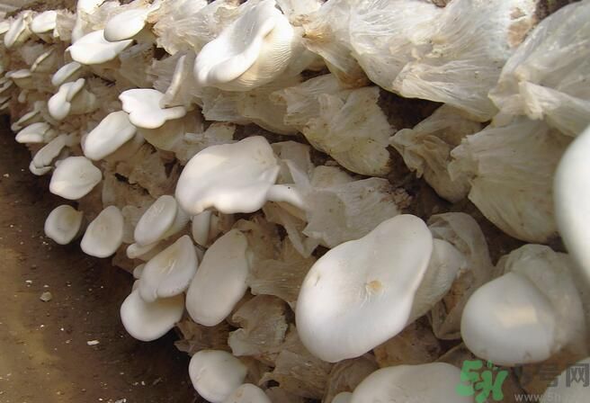 白靈菇和杏鮑菇有什么區(qū)別？白靈菇有什么營養(yǎng)價(jià)值？