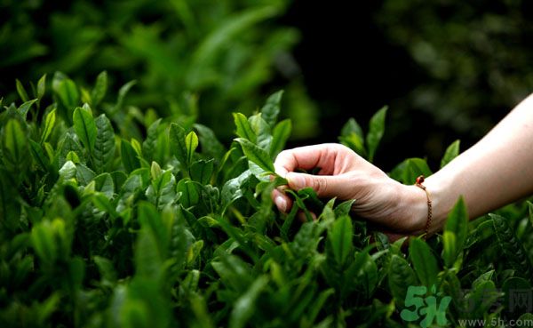 立夏喝什么茶好？立夏不能喝什么茶？