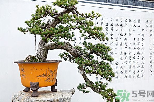 五針松松球能泡酒嗎？五針松松球泡酒有什么功效？