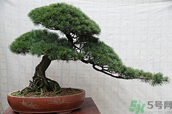 五針松松球能泡酒嗎？五針松松球泡酒有什么功效？