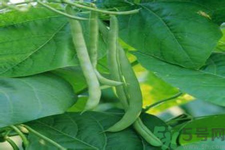 四季豆沒熟吃了會中毒嗎？吃四季豆中毒了怎么辦？