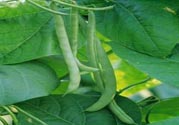 孕婦可以吃四季豆嗎？孕婦吃四季豆好嗎？