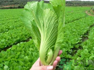 芥菜與鯽魚可以一起吃嗎？芥菜和鯽魚一起吃好不好？