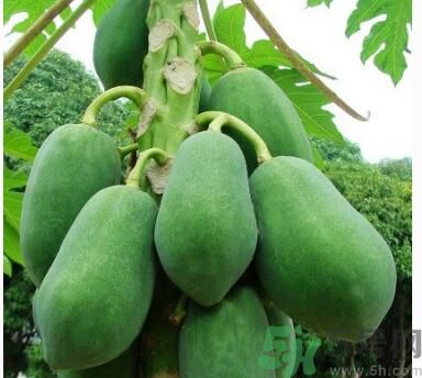 吃青木瓜可以減肥嗎？吃青木瓜有什么好處？
