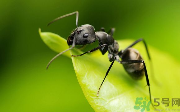 家里有螞蟻怎么辦？驅除螞蟻的方法是什么？