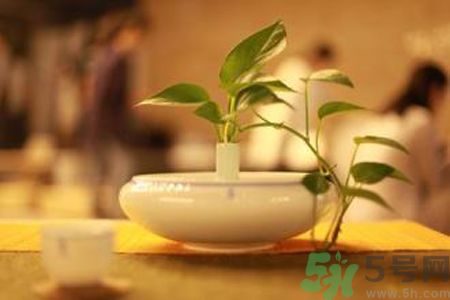 孕婦可以喝米茶嗎？懷孕可以喝米茶嗎？