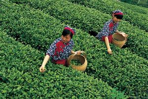 女生夏天喝什么茶最好？女生夏天適合喝什么茶？