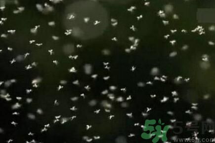 蚊子可以吃嗎？吃蚊子會(huì)怎么樣？