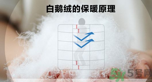 蠶絲被和鵝絨被哪個好?蠶絲被和鵝絨被的區別