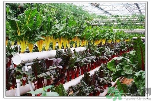 陽臺怎么種蔬菜？陽臺適合種什么蔬菜？