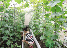 陽臺怎么種蔬菜？陽臺適合種什么蔬菜？