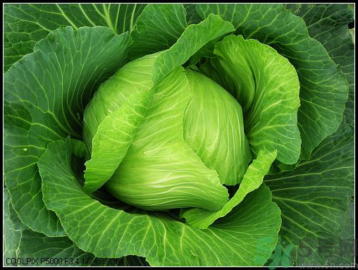 包菜外面的葉子壞了里面還能吃嗎？包菜壞了一部分還能吃嗎？
