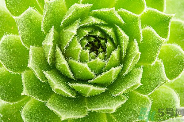 多肉植物需要澆水嗎？多肉植物澆水可以澆到葉子上嗎？