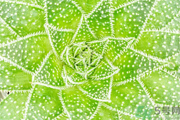 多肉植物需要澆水嗎？多肉植物澆水可以澆到葉子上嗎？