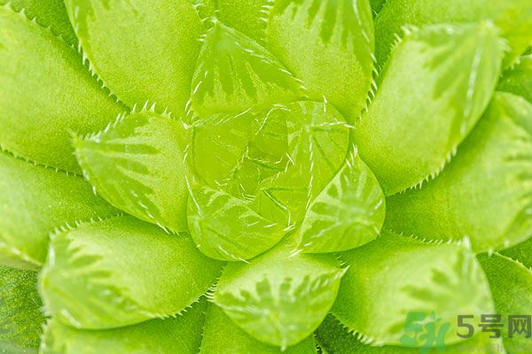 多肉植物需要澆水嗎？多肉植物澆水可以澆到葉子上嗎？