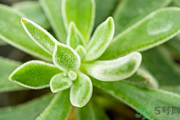 多肉植物需要澆水嗎？多肉植物澆水可以澆到葉子上嗎？