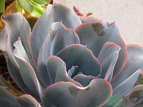 多肉植物需要澆水嗎？多肉植物澆水可以澆到葉子上嗎？